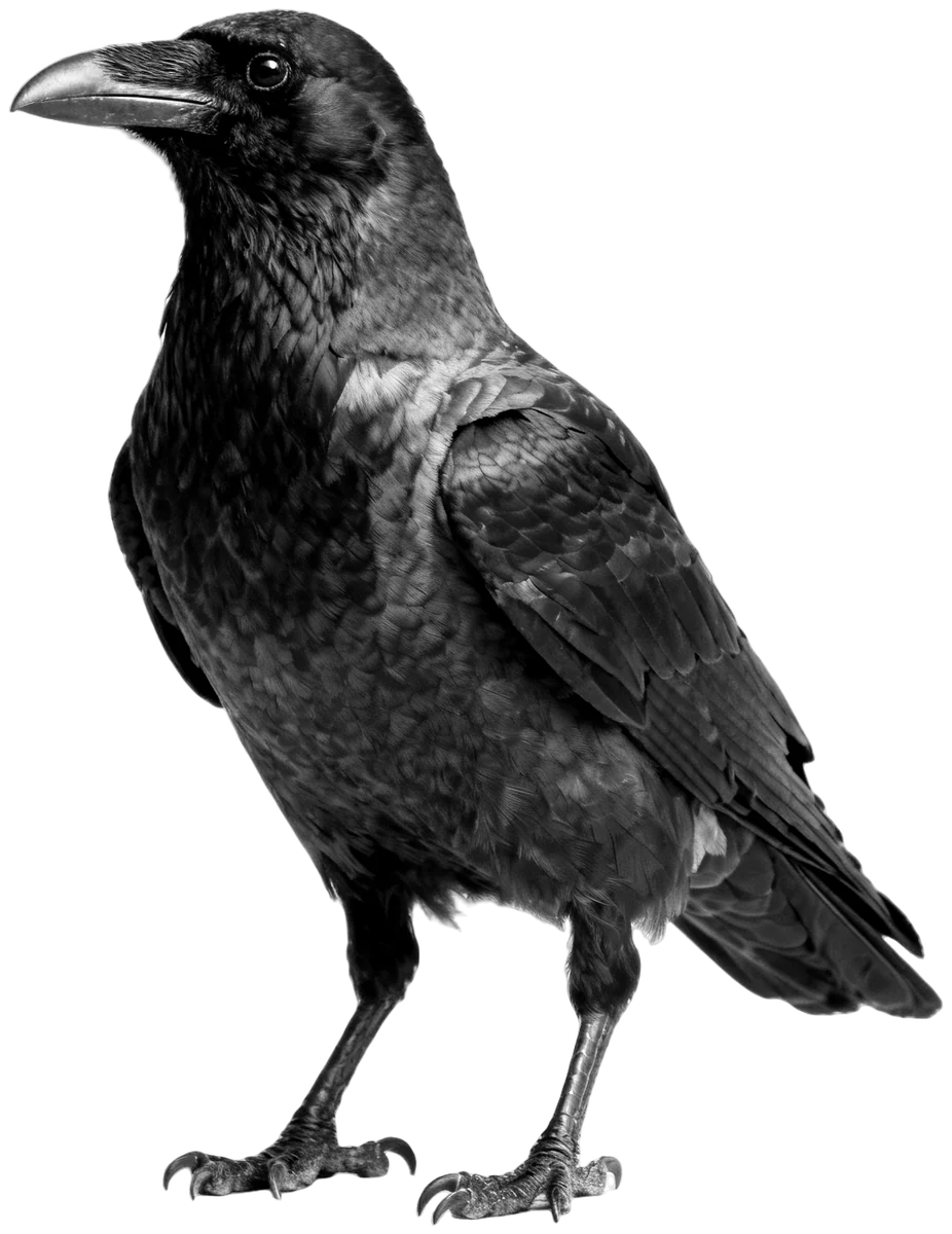 A black crow standing, looking toward the viewer